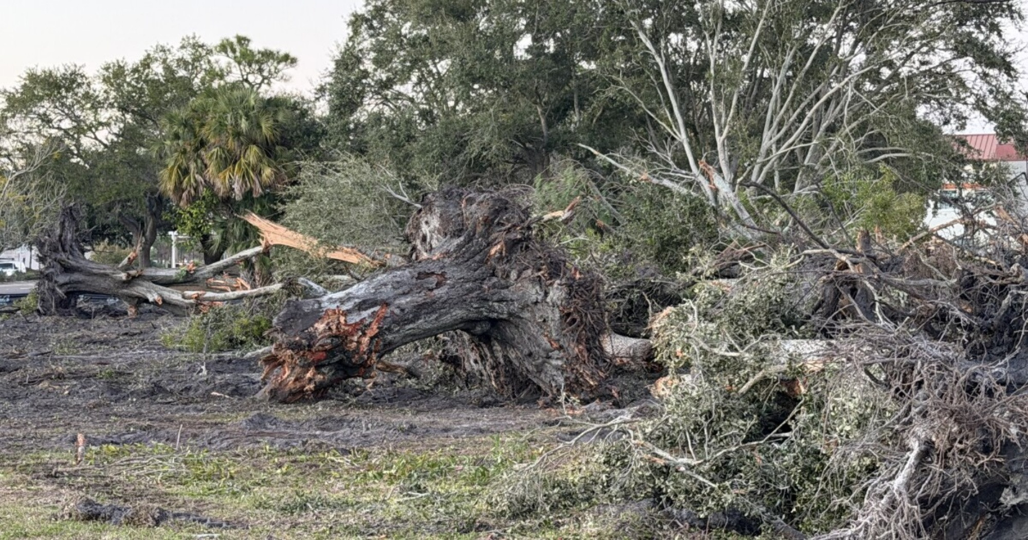 Link Preview: 
Recalling the decades-old Lorax Rebellion to save trees at New College as more large oaks are razed: The city of Sarasota typically protects grand trees, but says it can't intervene.