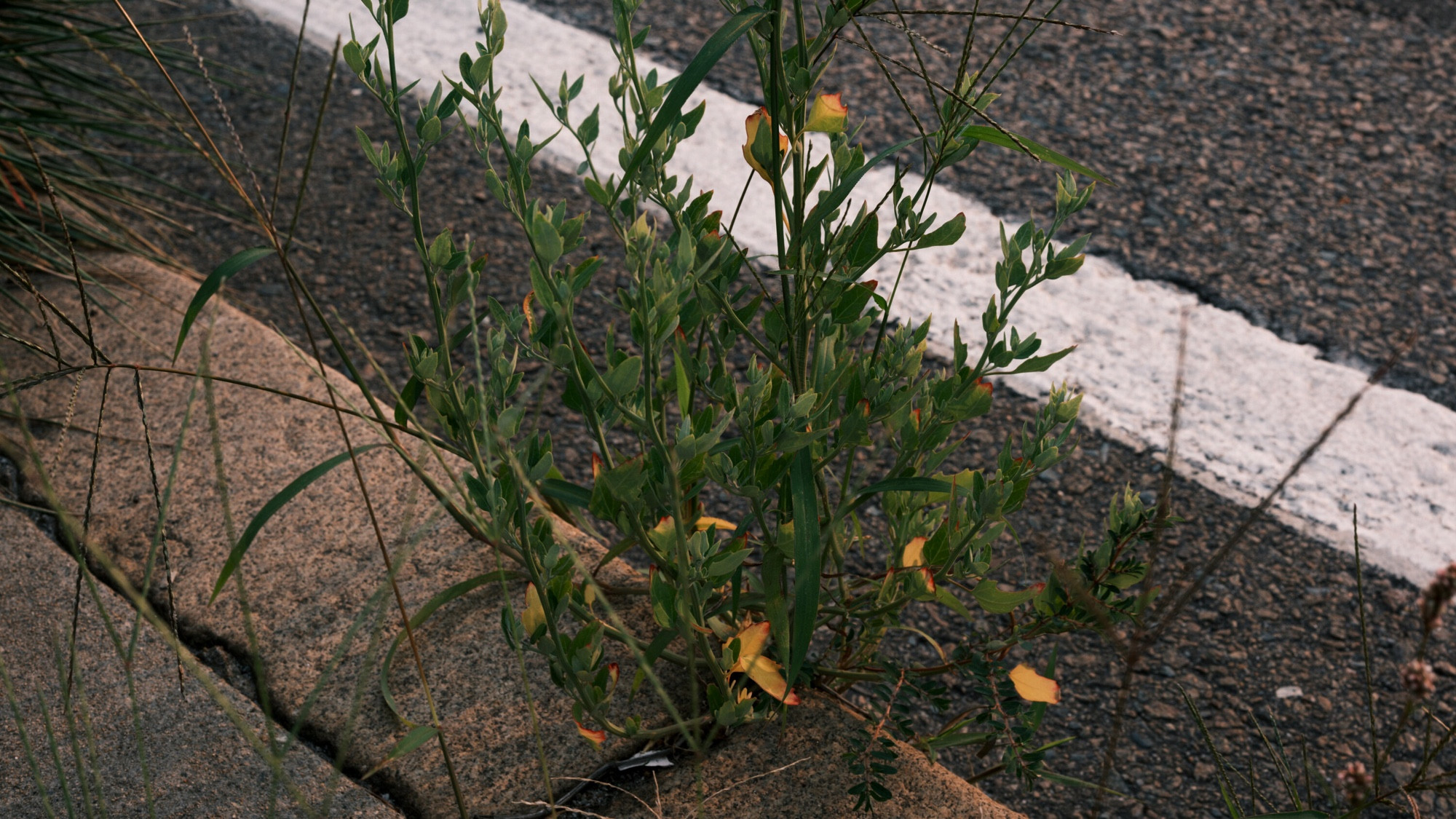 Link Preview: 
Opinion | I Have Studied Social Mobility for Years. Here’s How Kamala Harris Can Build an ‘Opportunity Economy.’: What we can learn from the science of economic opportunity.