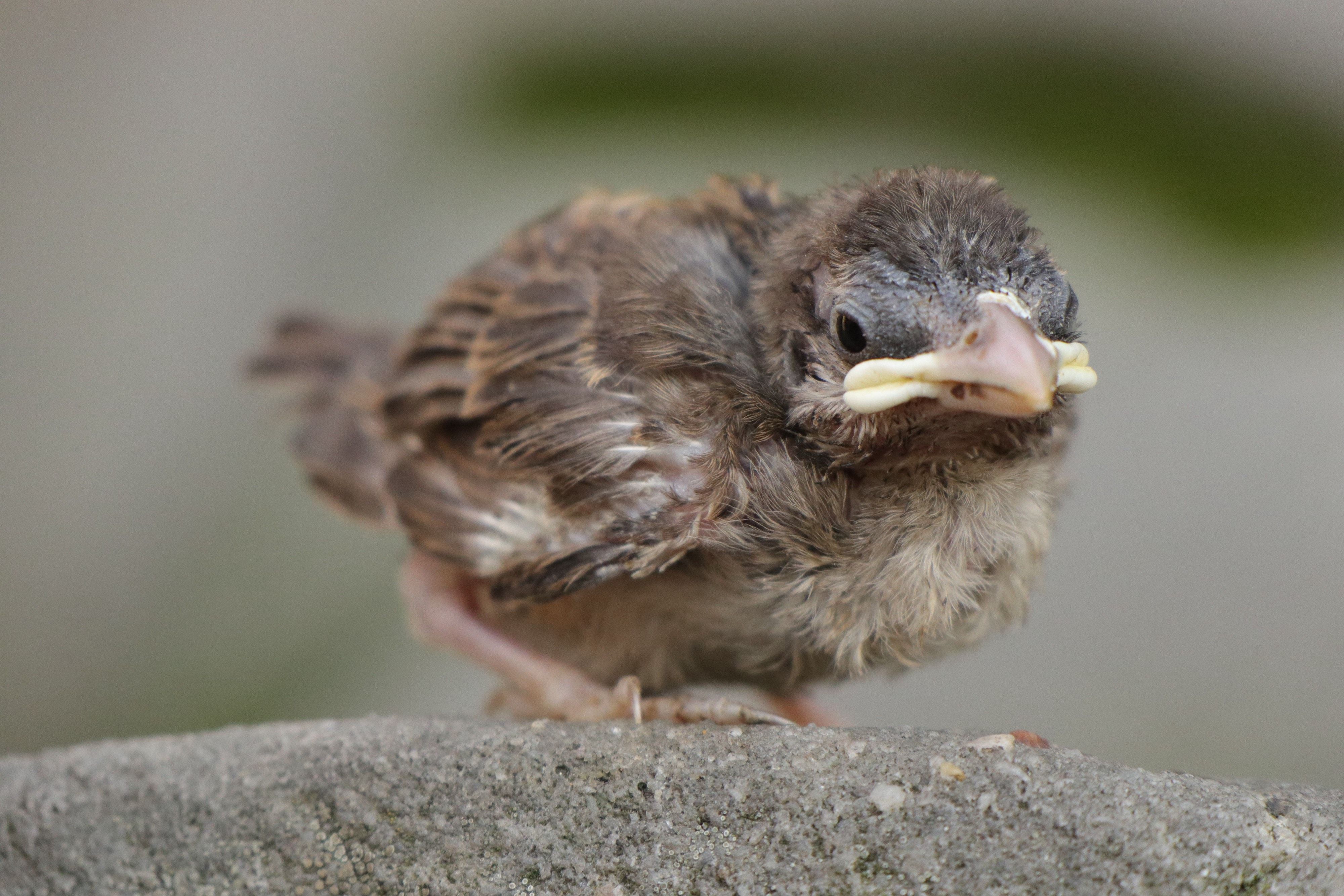 baby bird.